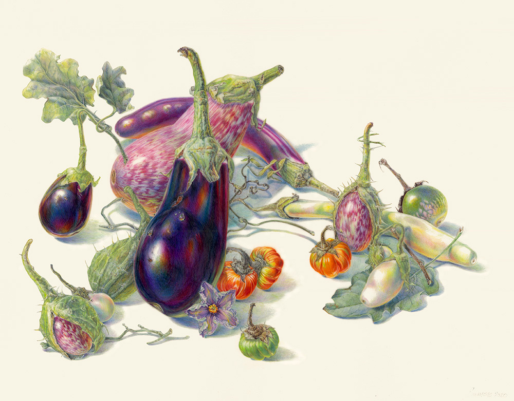 An intricate watercolor and colored pencil botanical illustration of various heirloom eggplants by artist Jean Emmons. The composition features a rich variety of shapes, scales, and textures—from deep purple Italian types and striped Fairytale varieties to tiny, ribbed orange Turkish eggplants—visually representing how different manuscript lengths and literary forms require distinct structural styles to honor their unique promises to the reader.